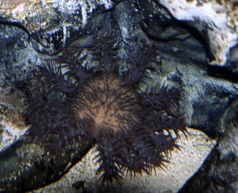 Crown of thorns
