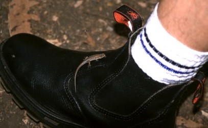 A little skink searching the right way home