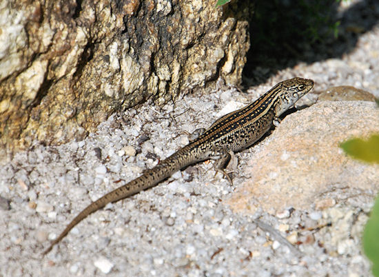 Skink in Victoria