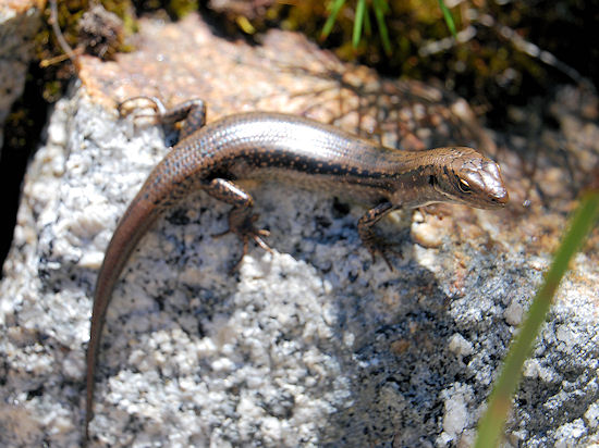Skink in Victoria