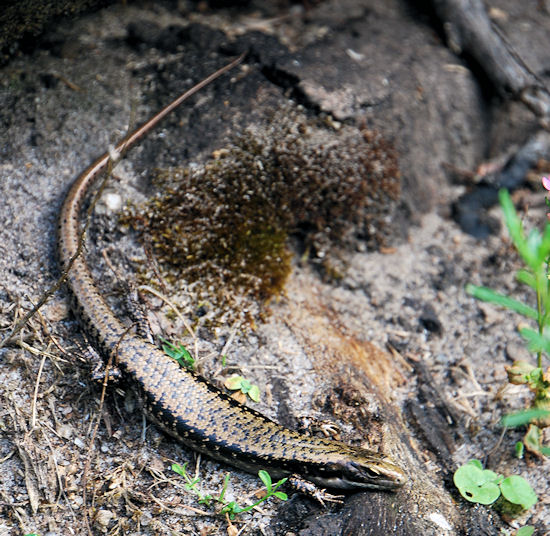 Skink in Victoria