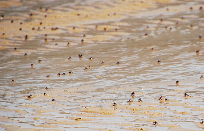 Soldier crabs