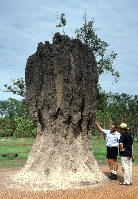 termite mould near Kakadu National Park