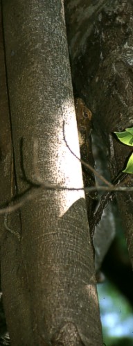 Frilled lizard