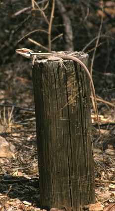 Ta-Ta Lizard or Gilbert's Dragon (Lophognathus gilberti), probably a male