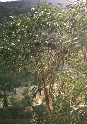 Termite nest in the ghost gum