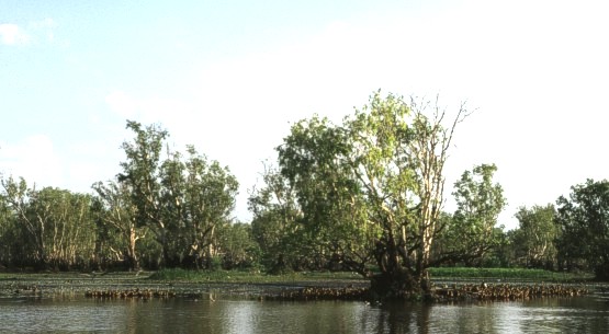 plumed ducks under the paperbark trees in Yellow waters