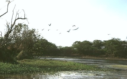 Magpie geese leaving in the evening