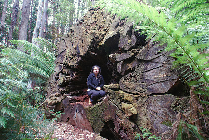 Logged Mountain Ash, Eucalyptus regnans