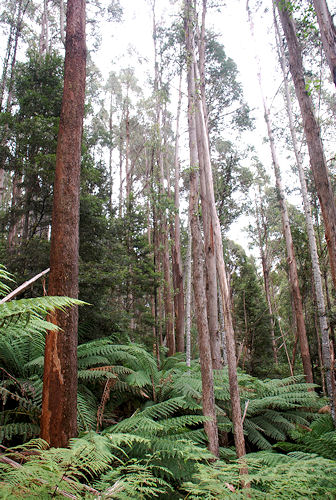 Mountain Ash, Eucalyptus regnans