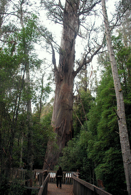 Swamp Gum, Eucalyptus regnans