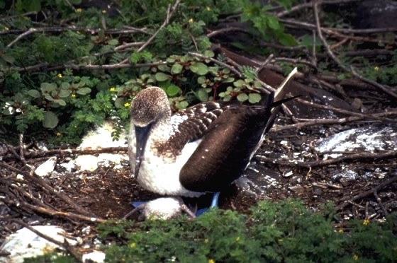 Blue footed boobie