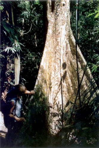 buttress roots