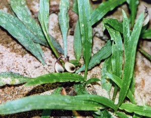 Cryptocoryne petchii
