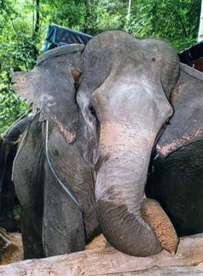 curling the trunk