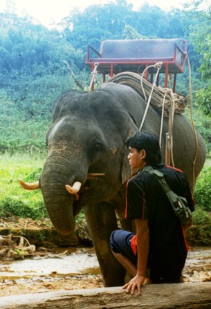 Elephant and guide