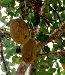 Jackfruit tree Jackfruit tree