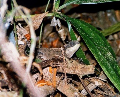 unknown lizard found along the trails