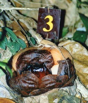 Rafflesia bud with lizard