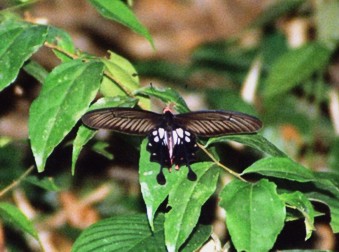 butterfly