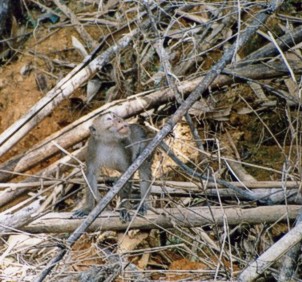 Long-tailed macaque