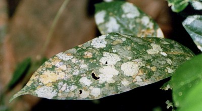jungle leaf