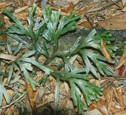 Spikemoss