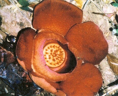 Rafflesia kerrii