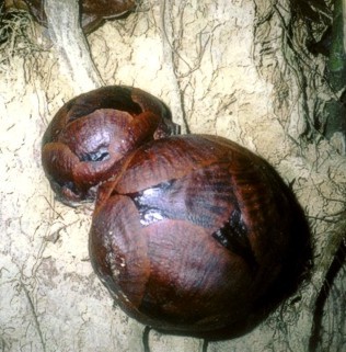 Rafflesia kerrii buds