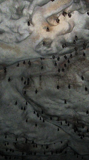 bats in the cave