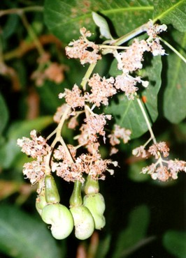 Cashew nuts