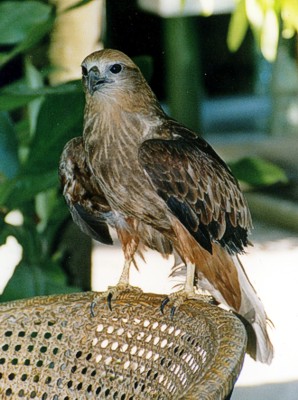 Juvenile Brahminy Kite kept in Father's Bungalows
