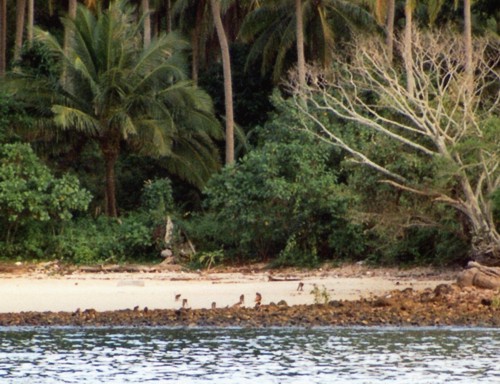 Monkeys on the beach of Koh Yao Yai