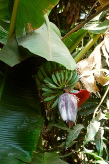 Blüte der Bananenstaude Bananenblüte