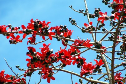 Roter Seidenwollbaum am Nilufer