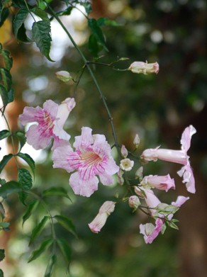 Blüte
