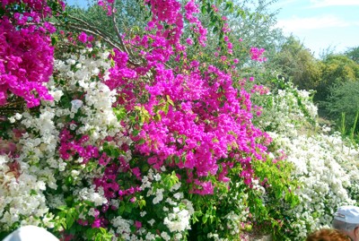 Bougainvillea auf Philae Bougainvillea