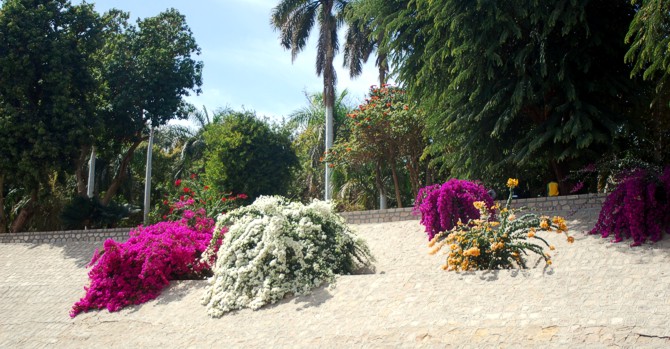 Bougainvillea auf der Kitchener-Insel