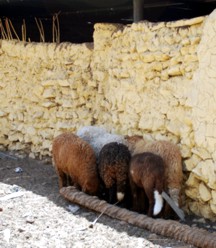 Kühlung im Schatten Schafe