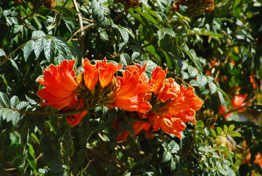 Afrikanischer Tulpenbaum