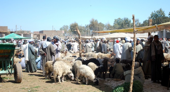 Darau, Viehmarkt Der Viehmarkt von Darau