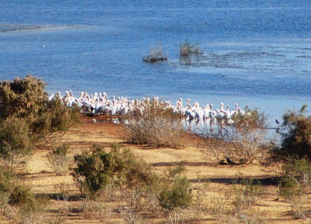Rötelpelikane am Ufer des Nassersees Pelikane auf dem Nassersee