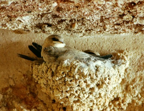 Felsschwalbe