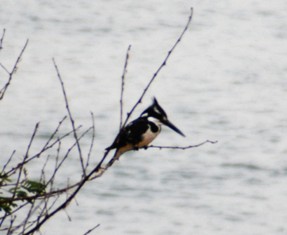 Ceryle rudis Graufischer