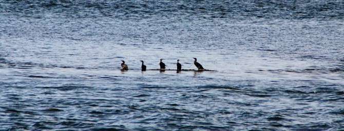 Kormorane, Phalacrocorax carbo