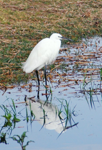 Egretta garzetta,
Seidenreiher Seidenreiher, Egretta garzetta