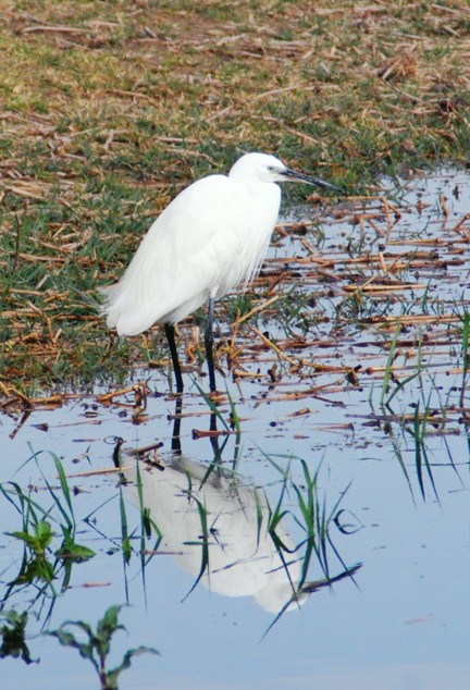 Seidenreiher, Egretta garzetta