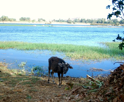 Wasserbüffel am Nil Wasserbuffel