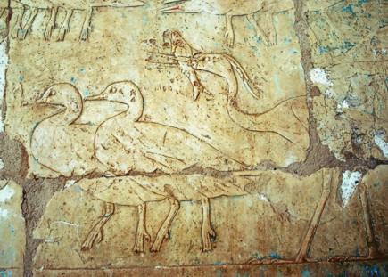 Wassergeflügel am Tempel der Hatschepsut