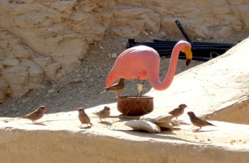 Schaden's finches Wüstengimpel